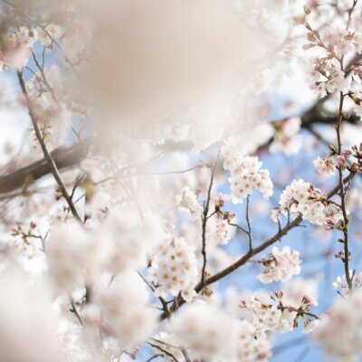 桜の季節の特別なWEDDING♪